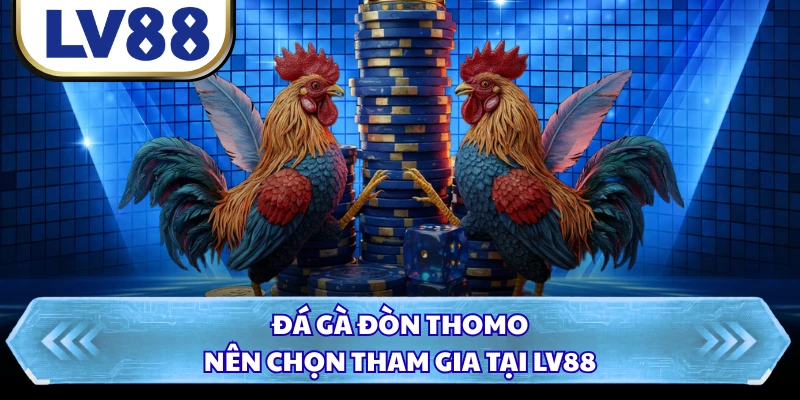 Đá gà đòn Thomo nên chọn tham gia tại LV88