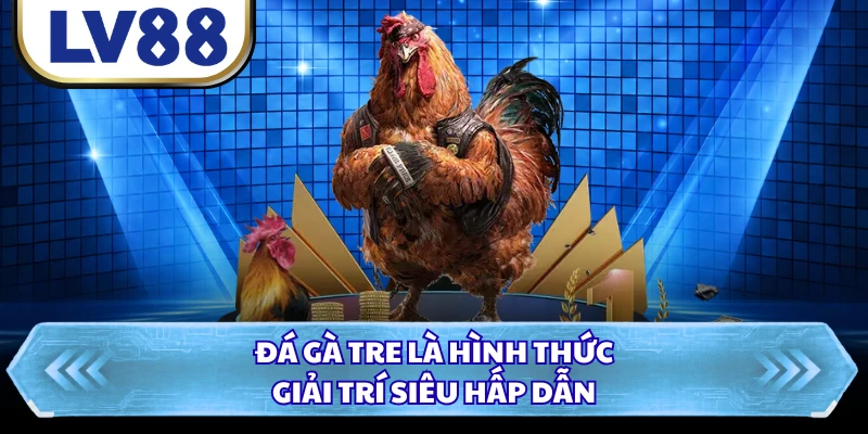 Đá gà tre là hình thức giải trí siêu hấp dẫn